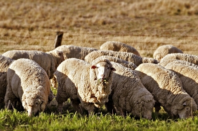 australische-schapen